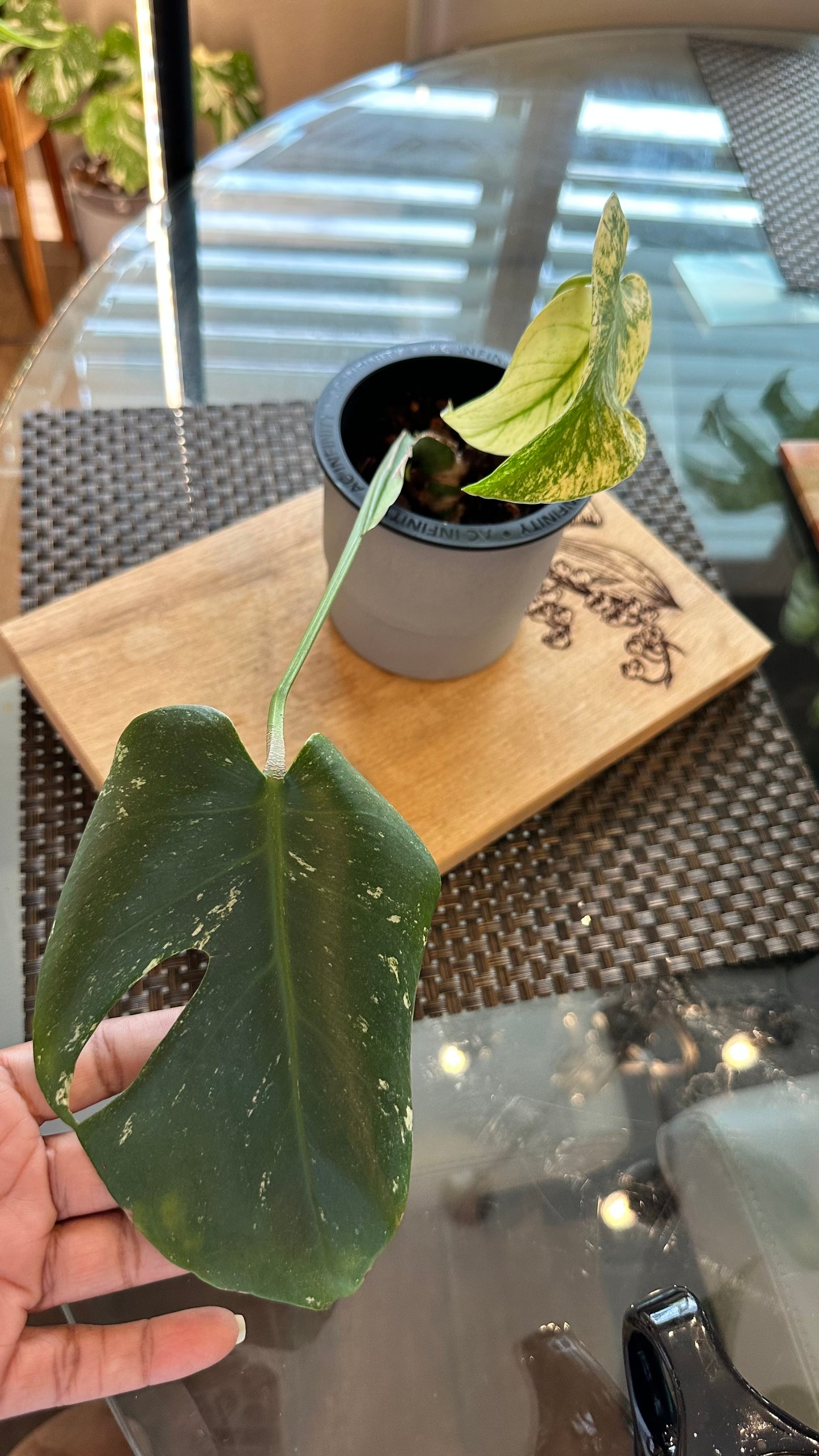 Monstera Mint White Monster - D