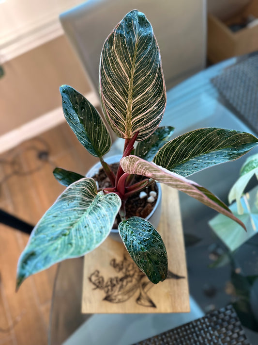 Philodendron Pink Birkin #3 - 6 inch