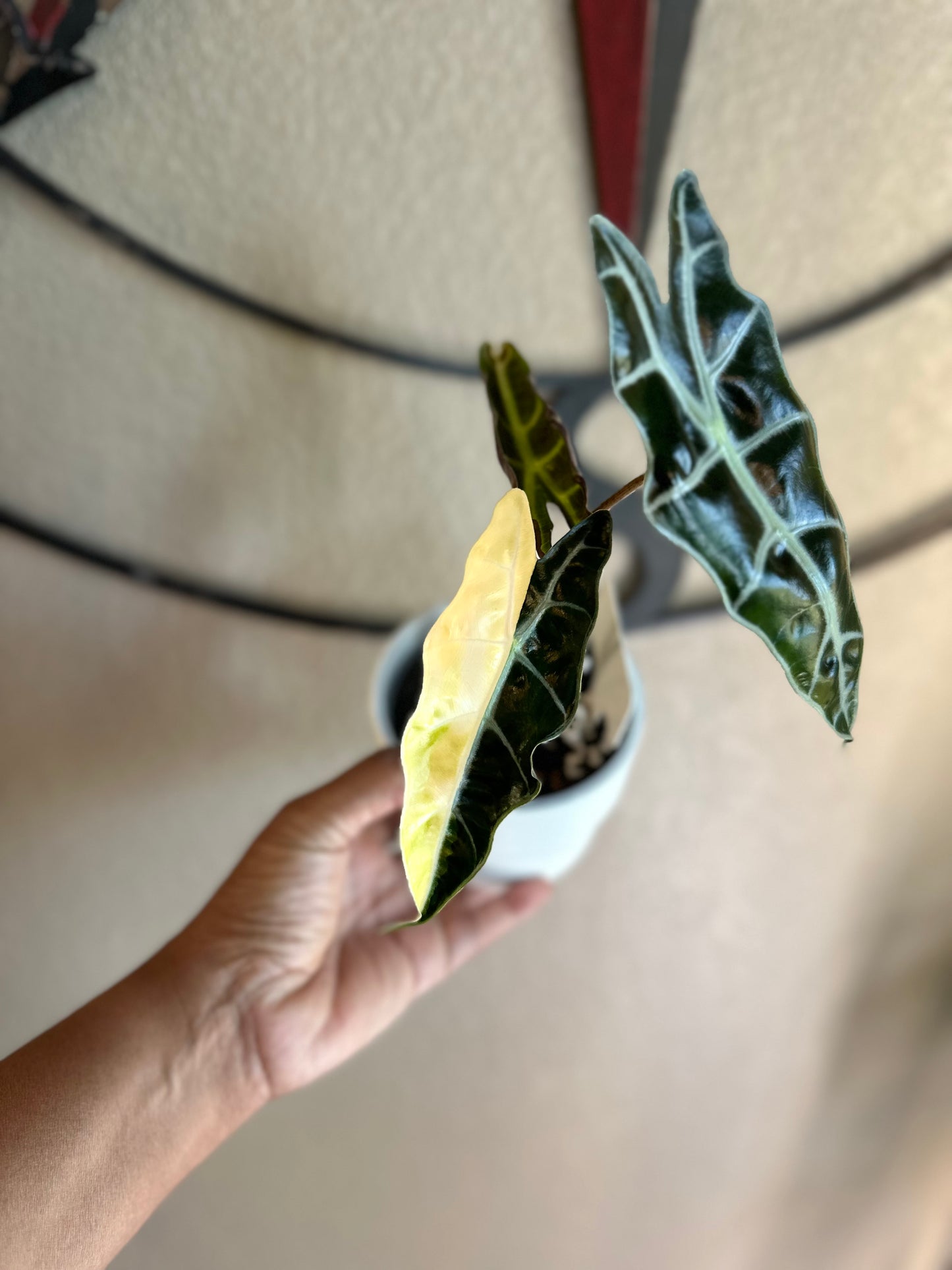 Alocasia Sanderiana Aurea