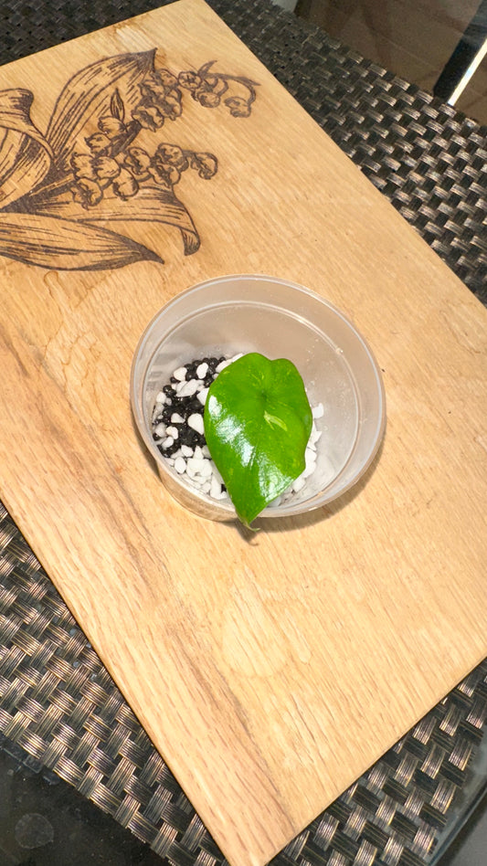 Alocasia Corazon Albo Pup - #1