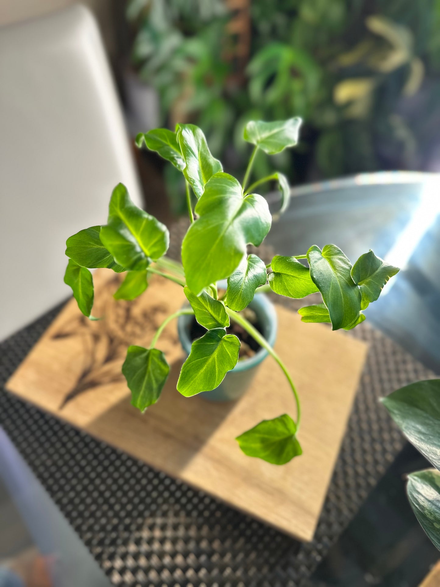 Philodendron Xanadu (reverted)