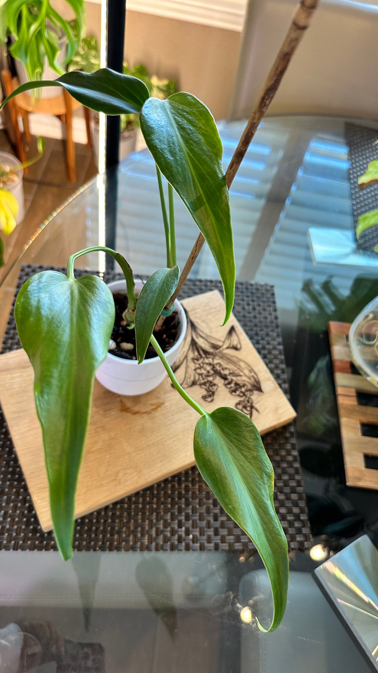 Monstera Burle Marx Flame - #2