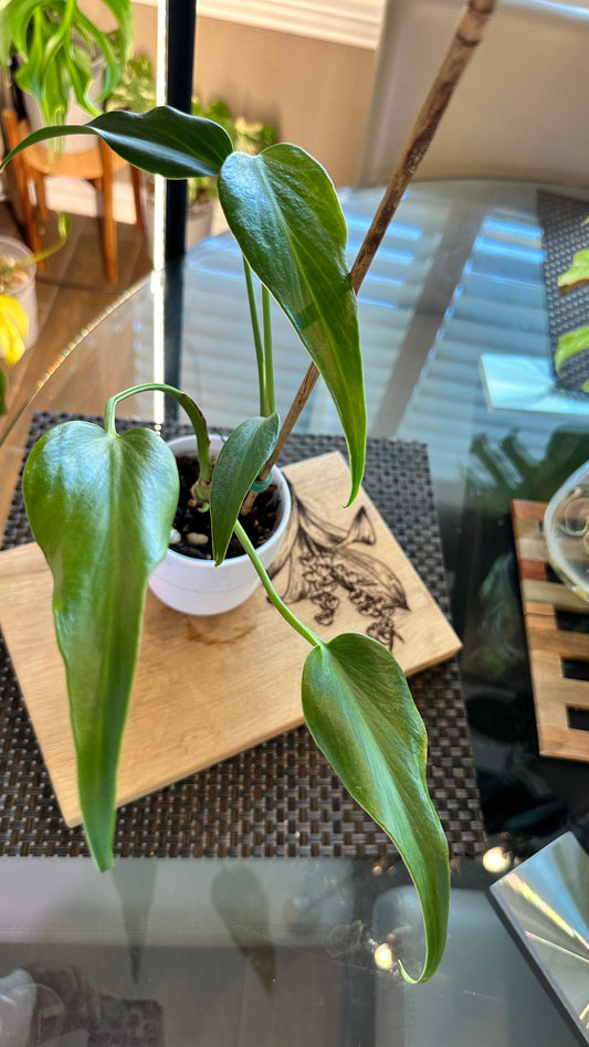 Monstera Burle Marx Flame - #2
