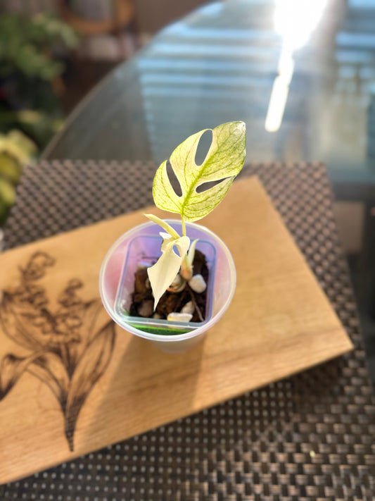 Rhaphidophora Tetrasperma White Monster - A