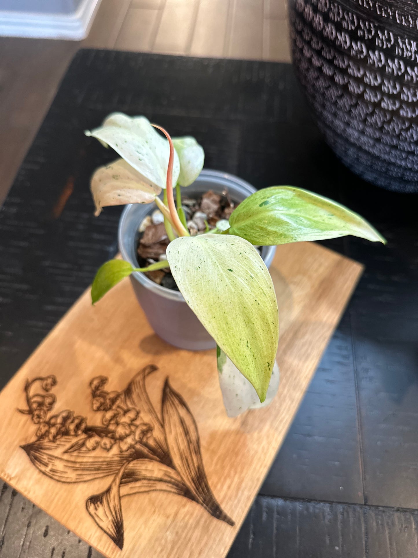 Philodendron Whipple Way (#2)