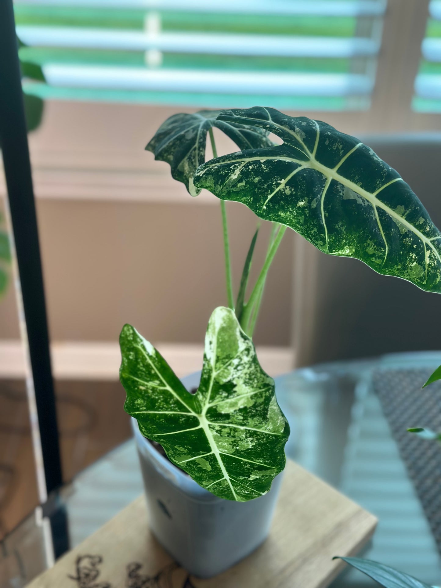 Alocasia Frydek Variegated - 6 inch