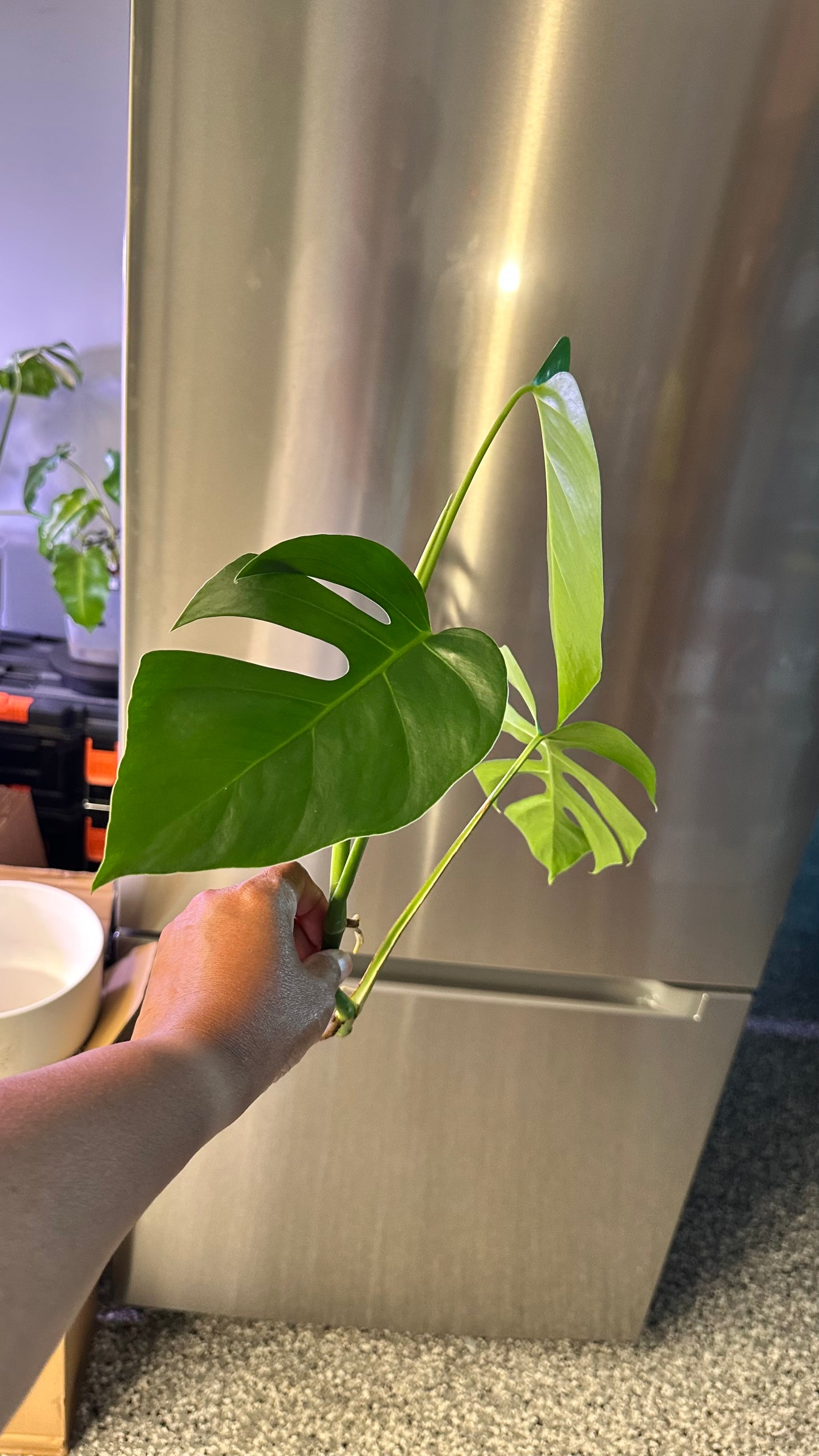 Monstera Sierrana Hawaiian Form Top Cutting