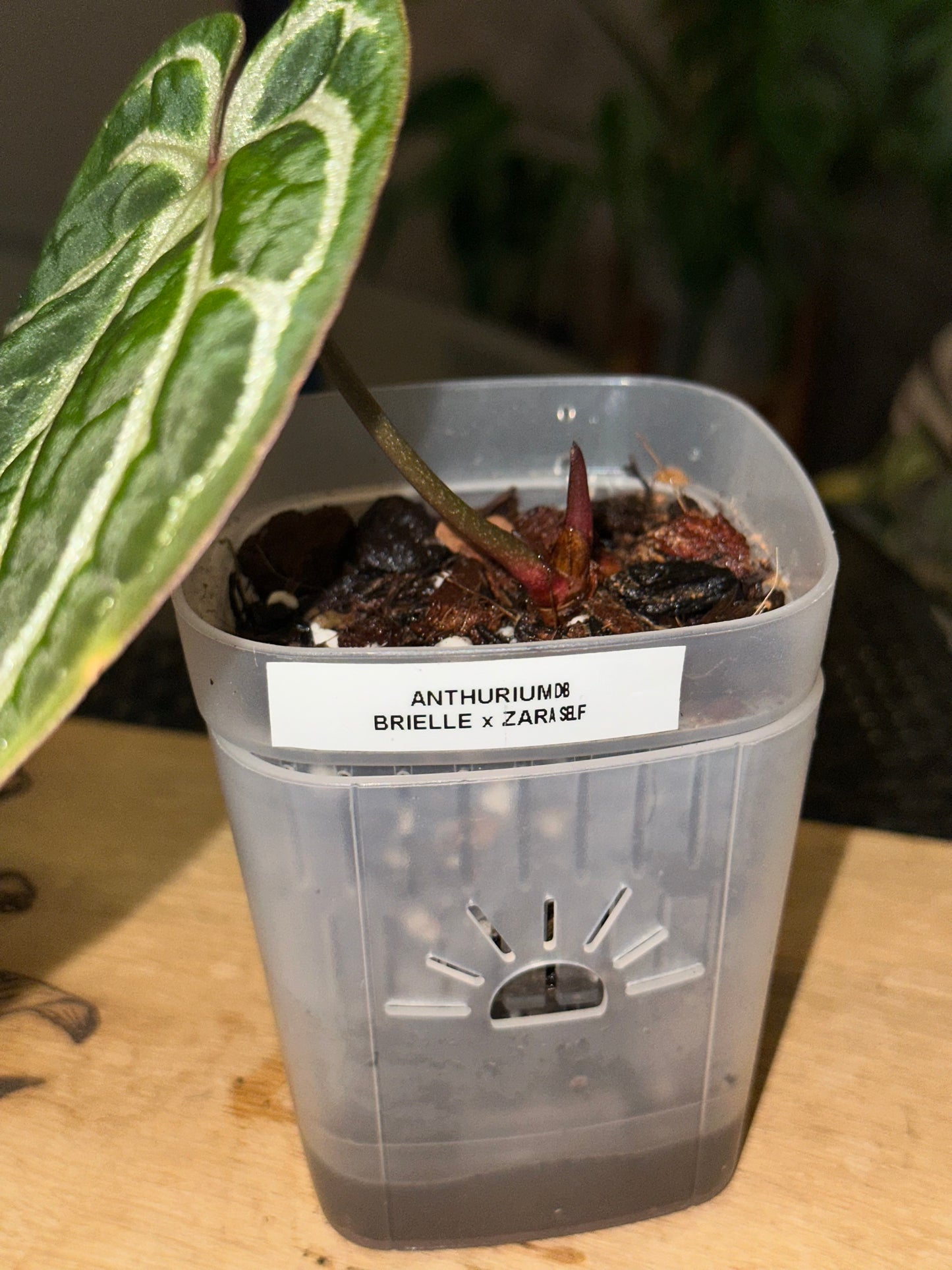 Anthurium Doc Block Brielle X Zara Self - #2