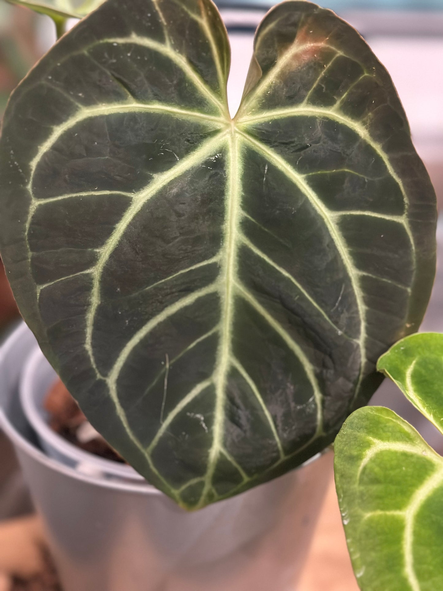 Anthurium Doc Block Brielle X Zara x Besseae Aff Dark Form