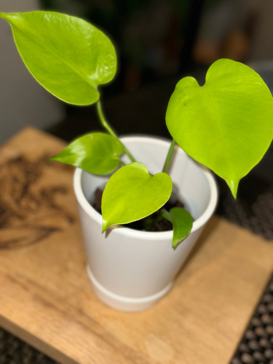 Monstera Lemon Lime