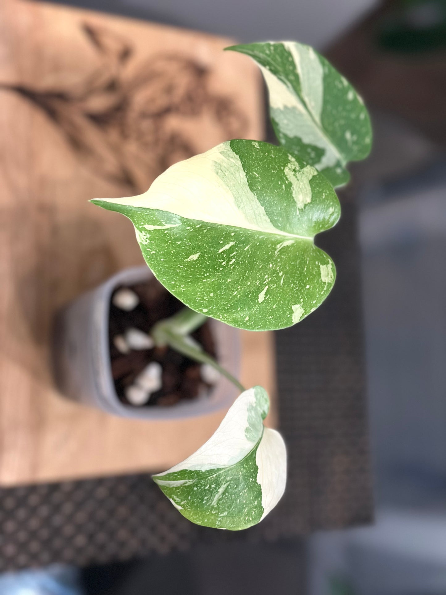 Monstera Creme Brulee - A