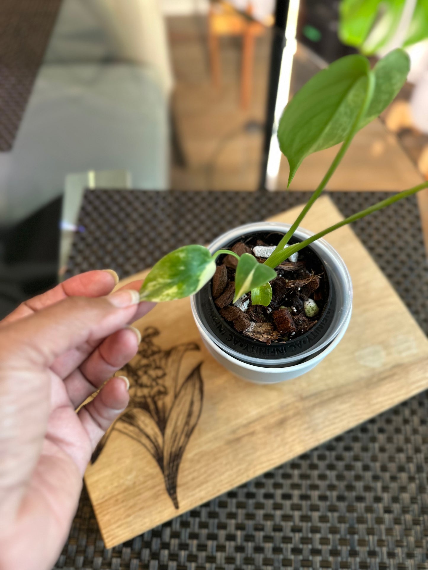 Monstera Yellow Marilyn