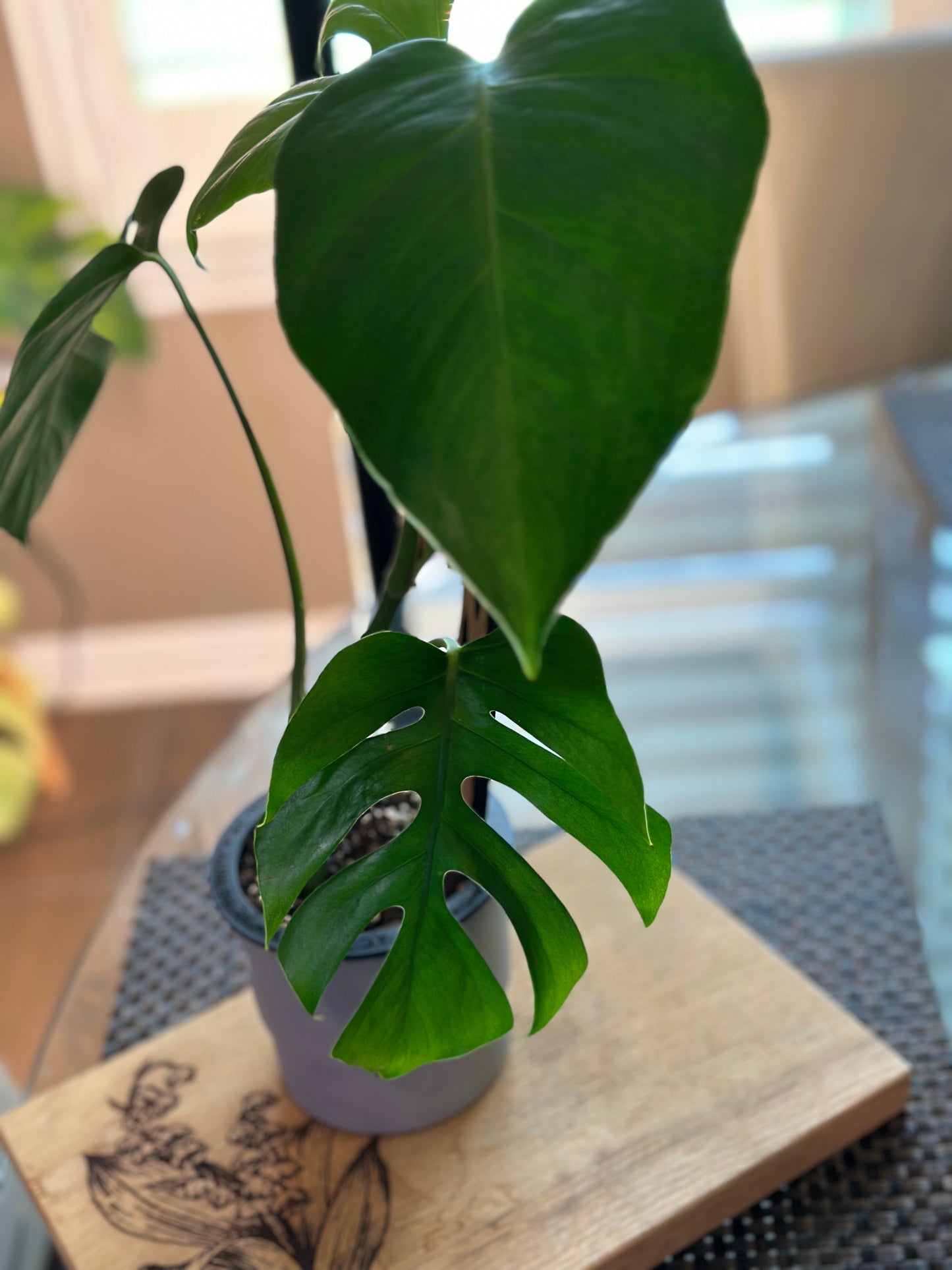 Monstera Sierrana Hawaiian Form