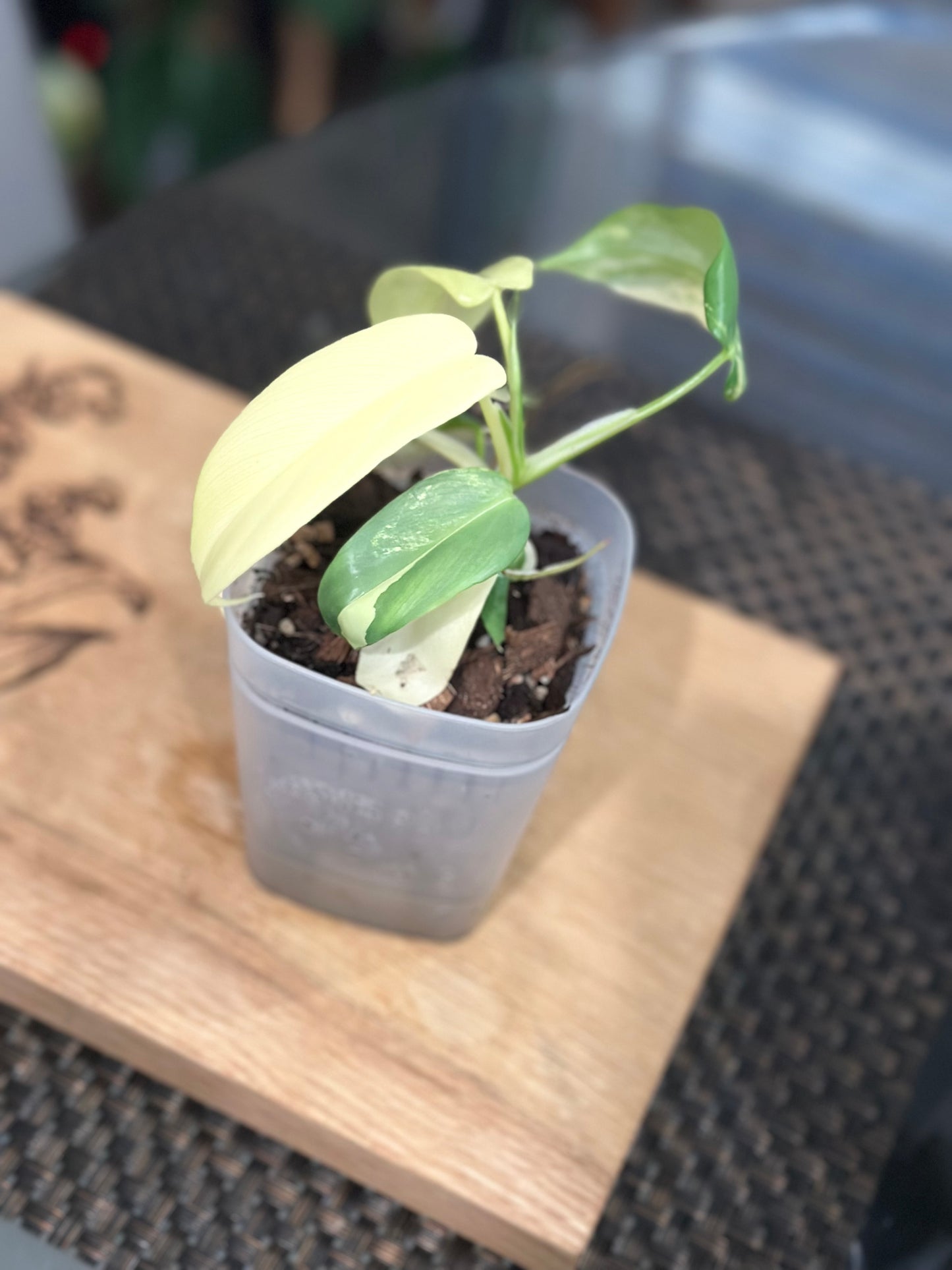 Philodendron Variegated Bipennifolium