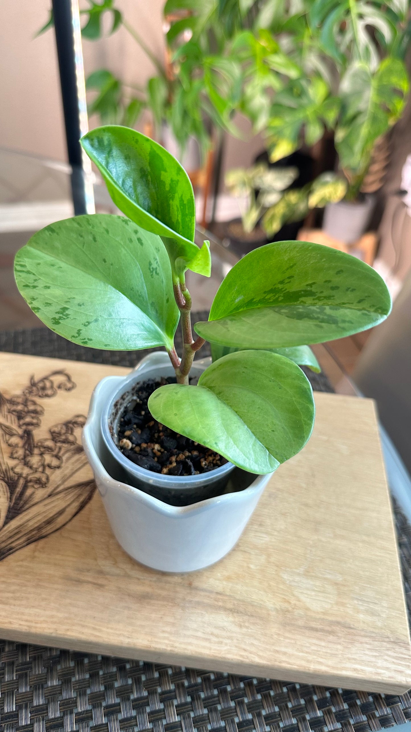 Peperomia Obtusifolia Marble