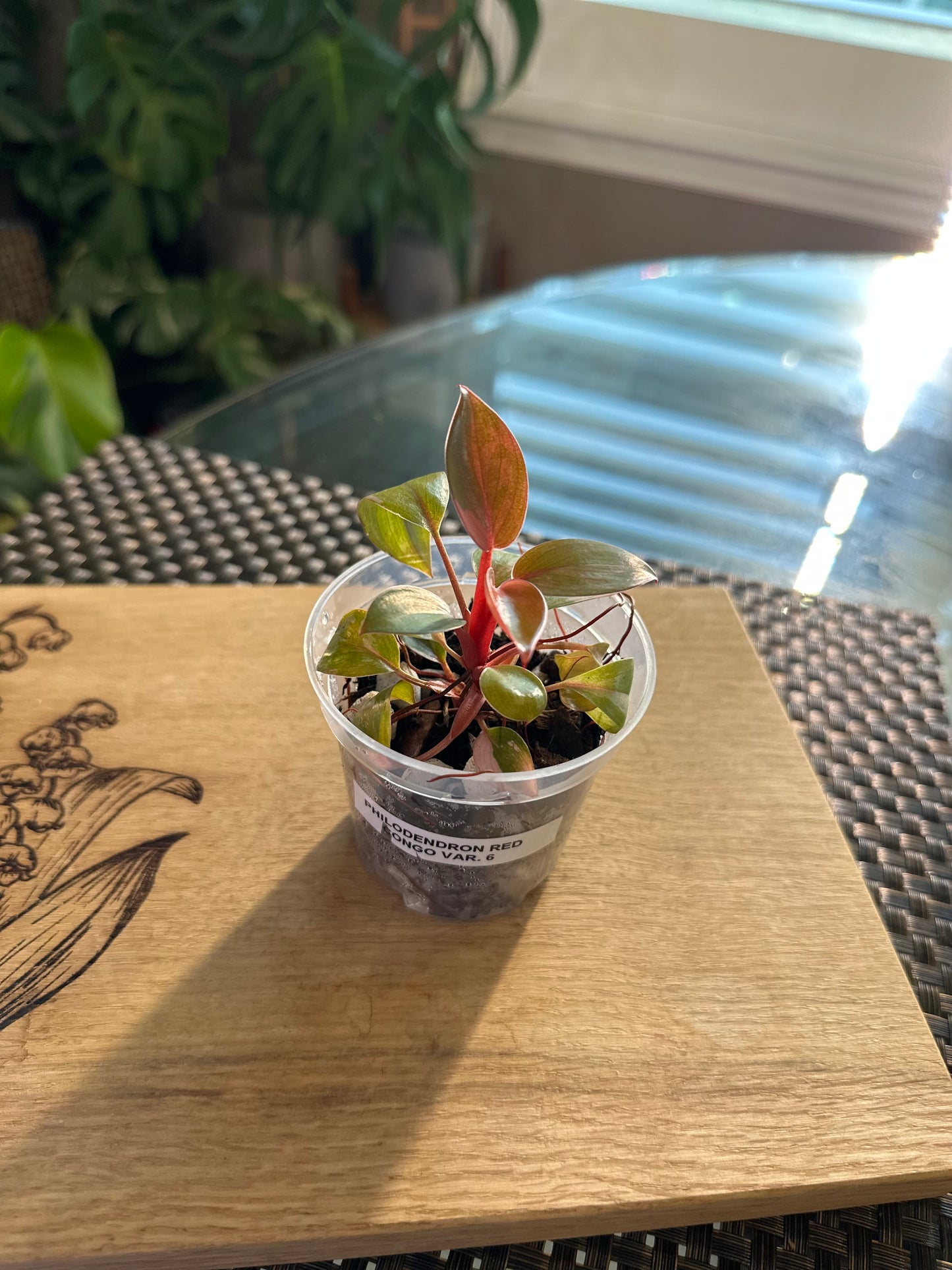 Philodendron Red Congo Variegated