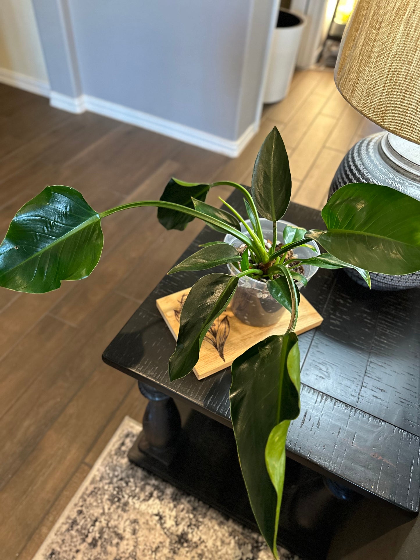 Philodendron Green Congo #2