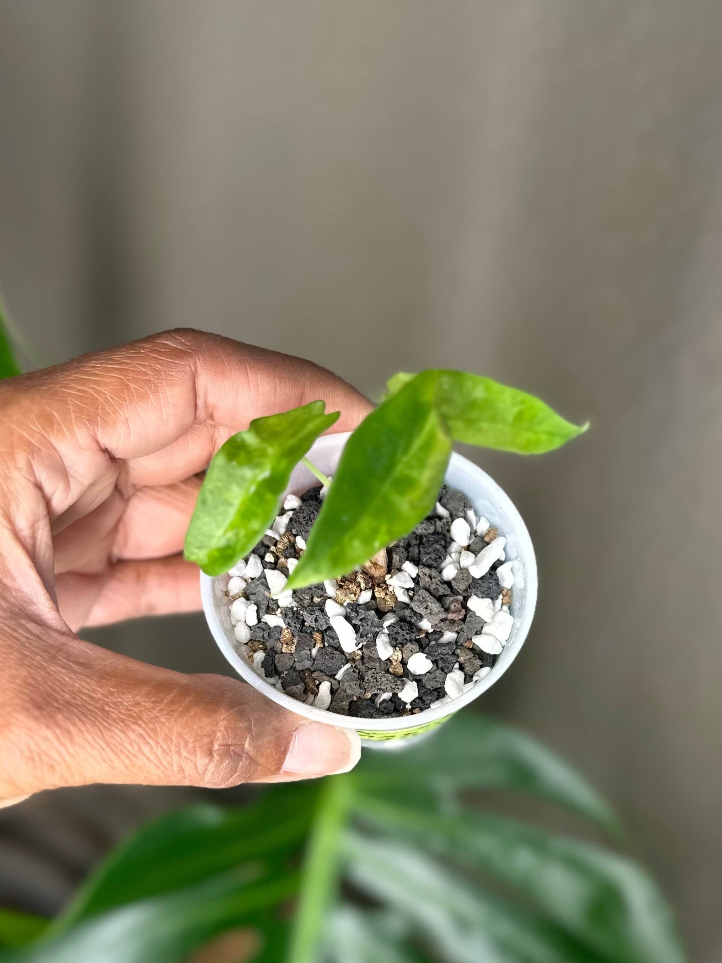 Alocasia Amazonica Aurea Splash - A