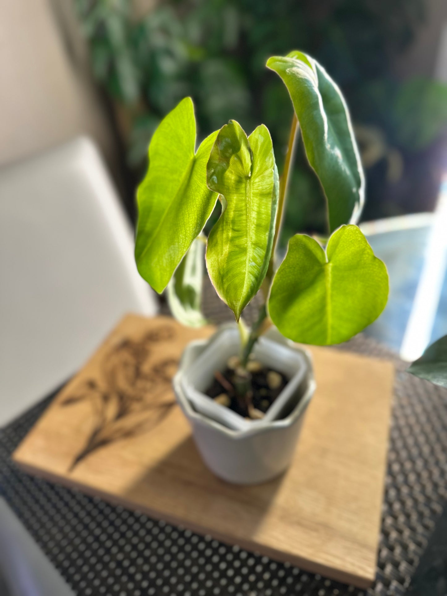 Philodendron Burle Marx