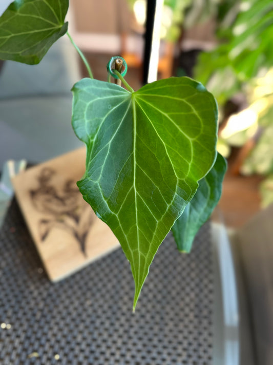 Anthurium Delta Force