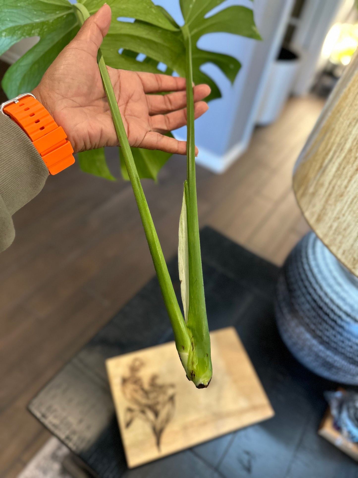 Monstera Mint Top Cutting