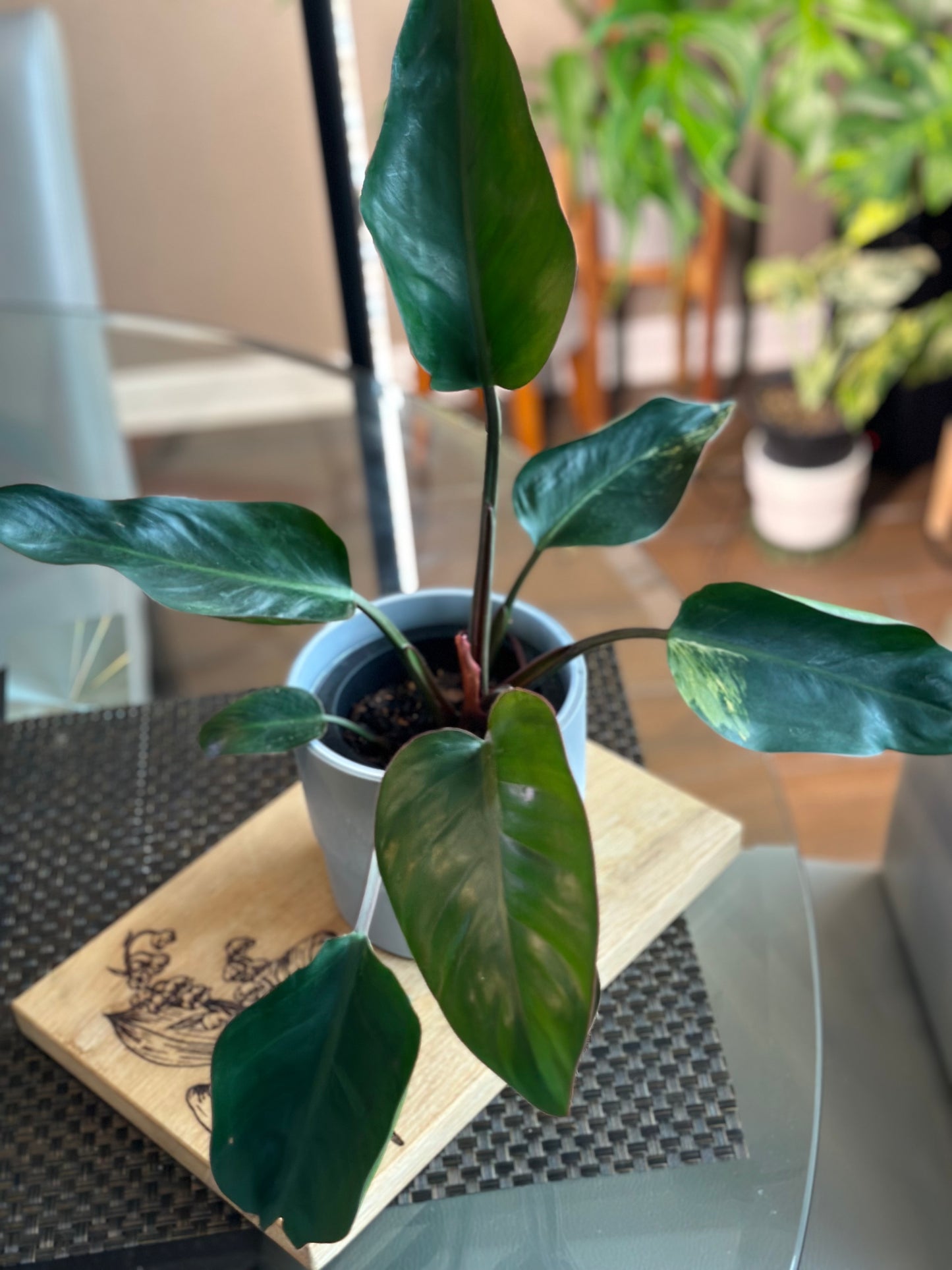 Philodendron Red Congo (Reverted Variegated)
