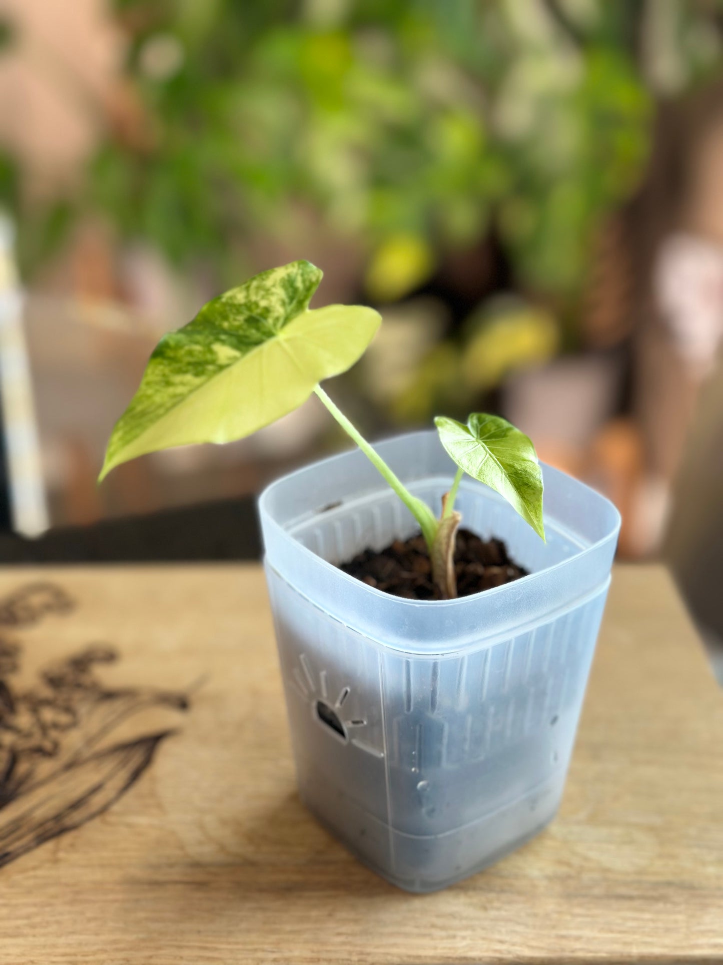 Alocasia Gageana Aurea #2