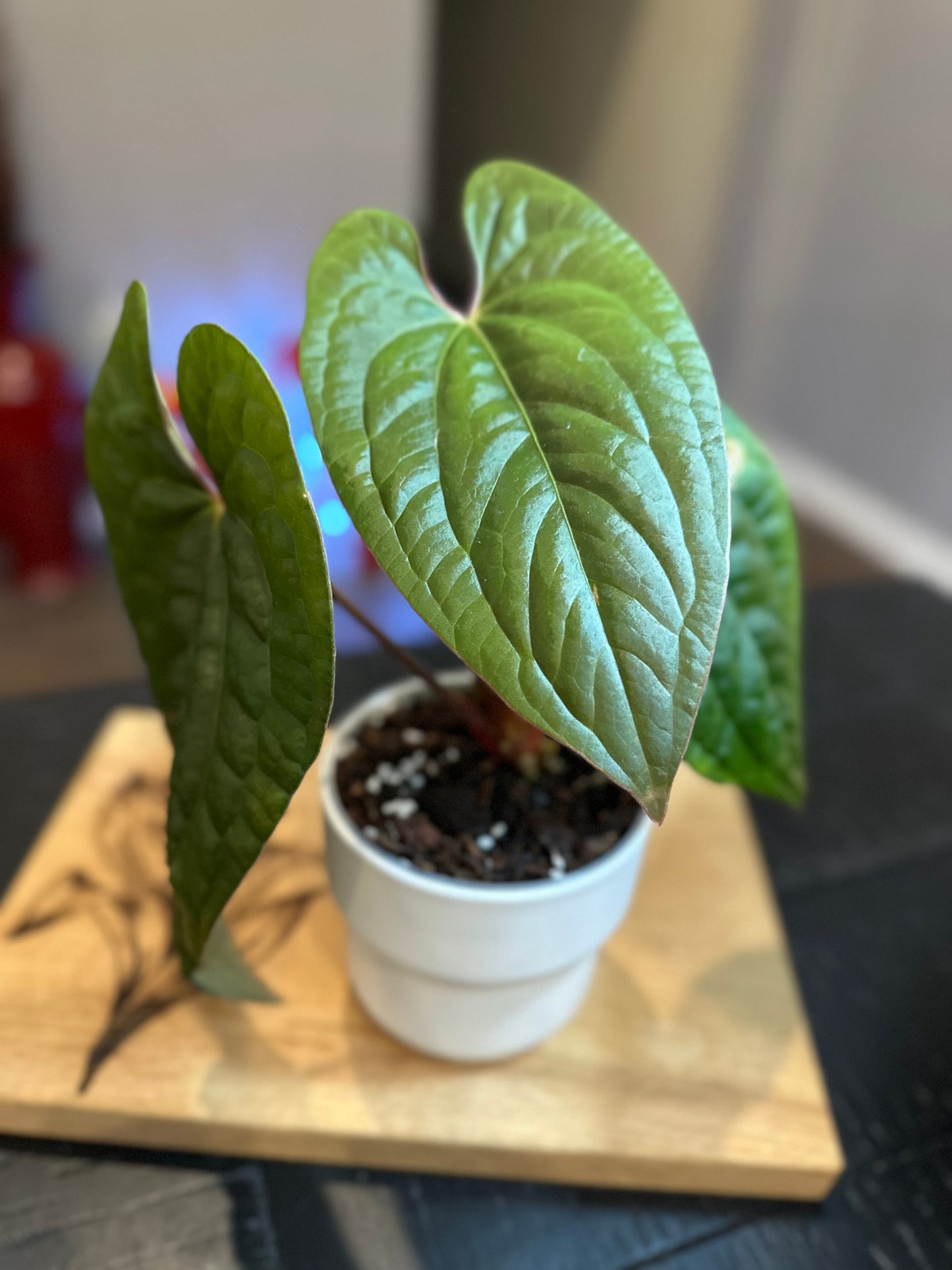 Anthurium Luxurians #5 x Papillilaminum