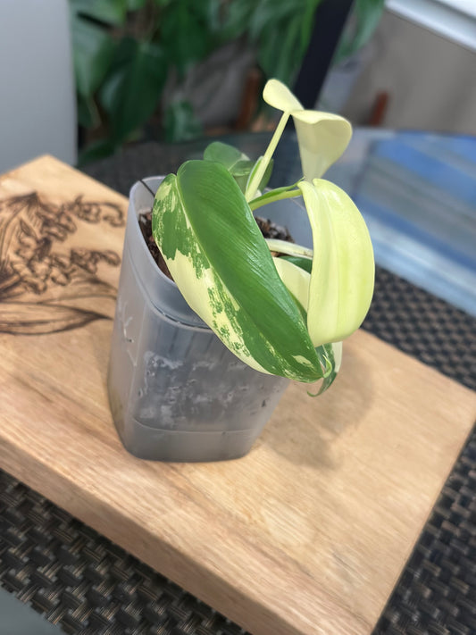 Philodendron Variegated Bipennifolium