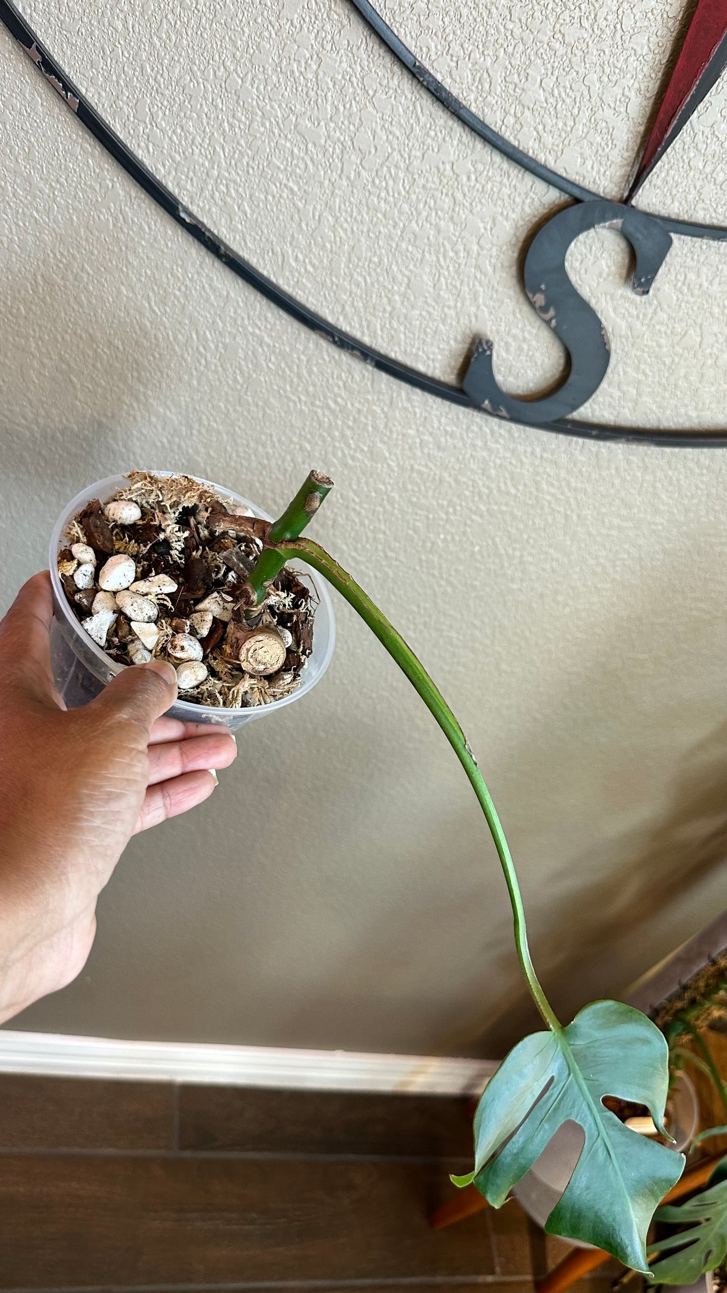 Monstera Compacta - #3