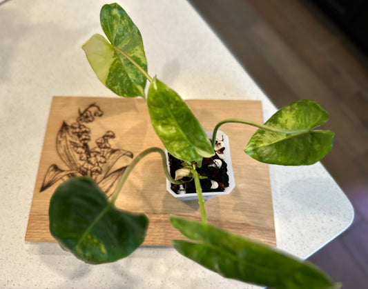 Philodendron Variegated Burle Marx - PBM1