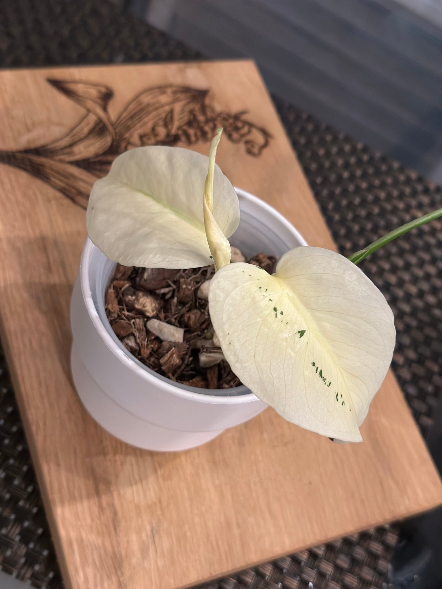 Monstera Mint White Monster - C