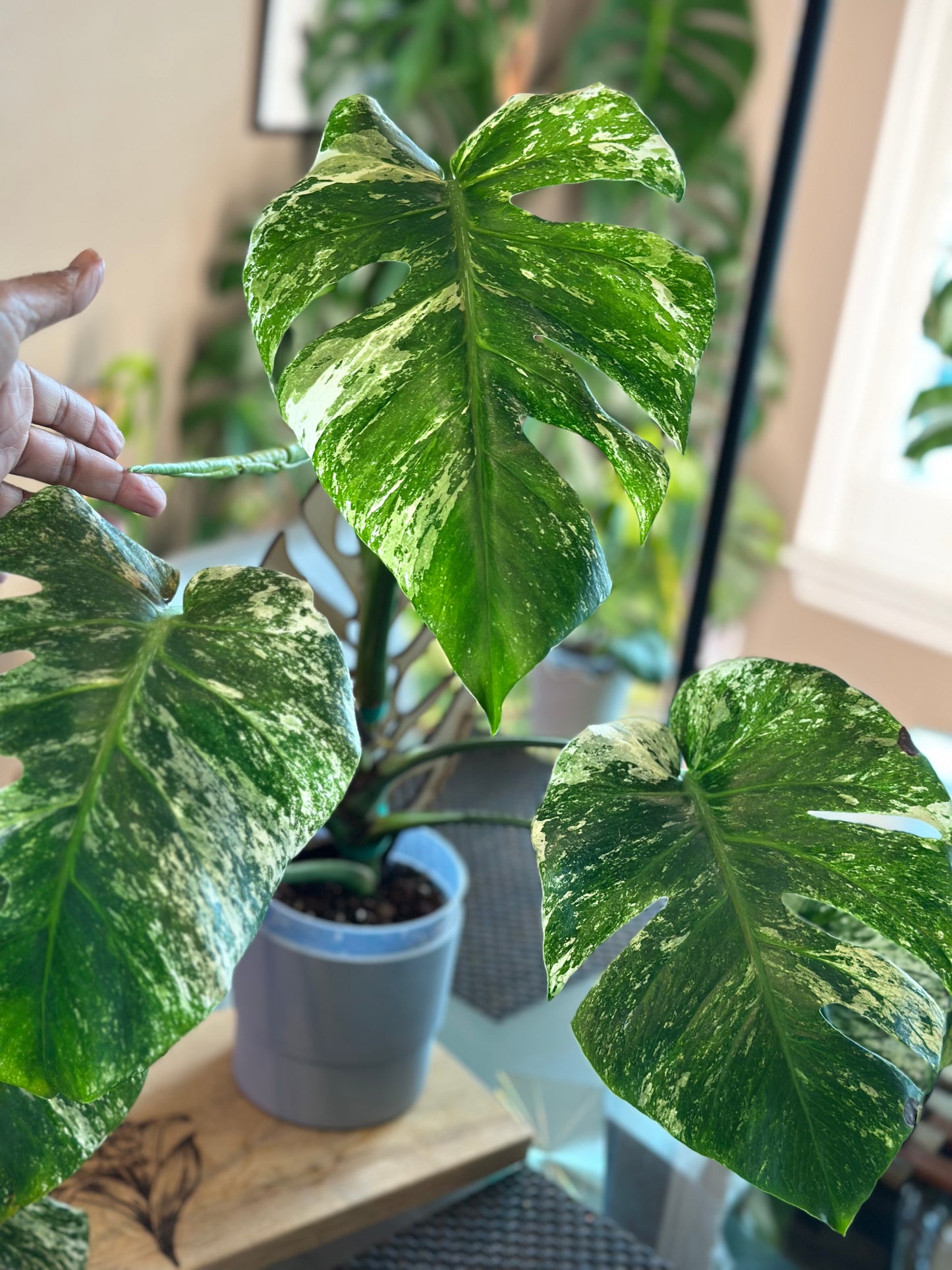 Monstera Mint - A