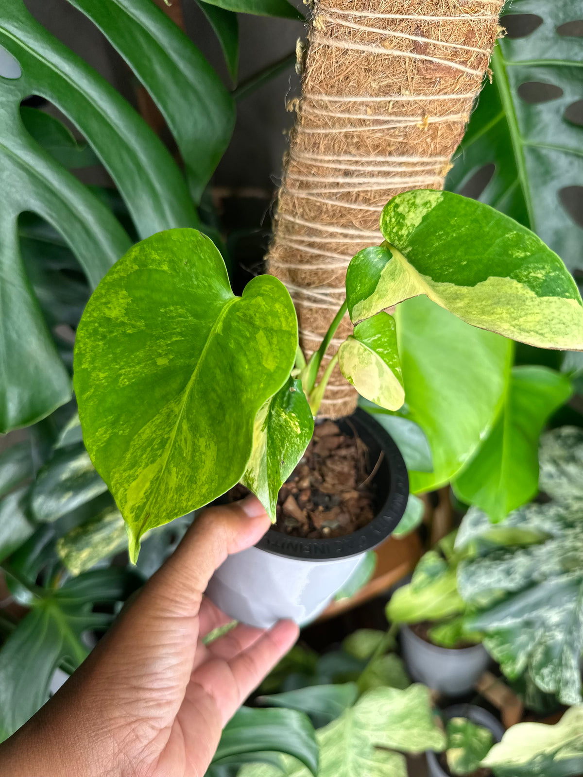 Monstera Yellow Marilyn