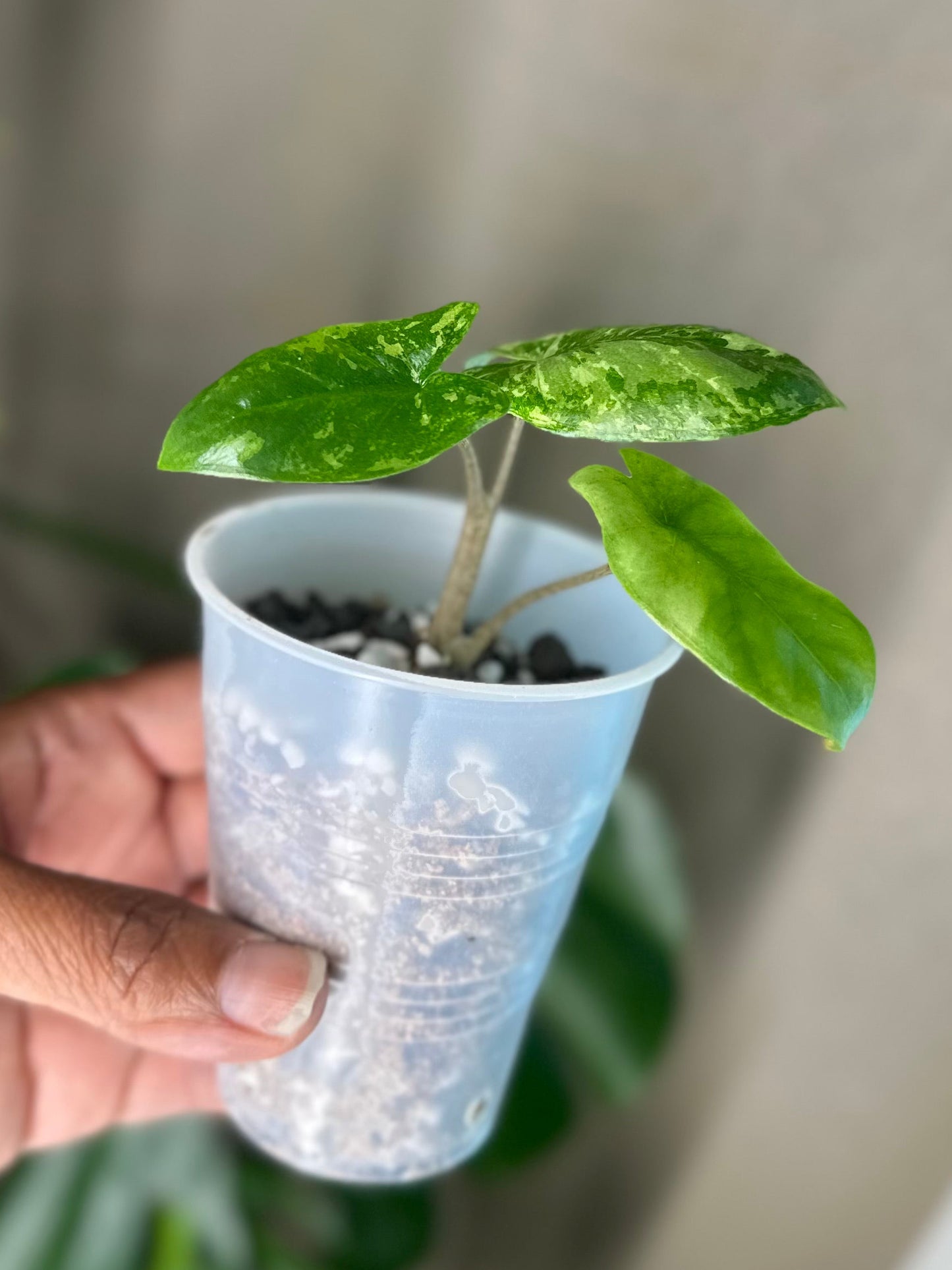 Alocasia Corazon Albo - #3