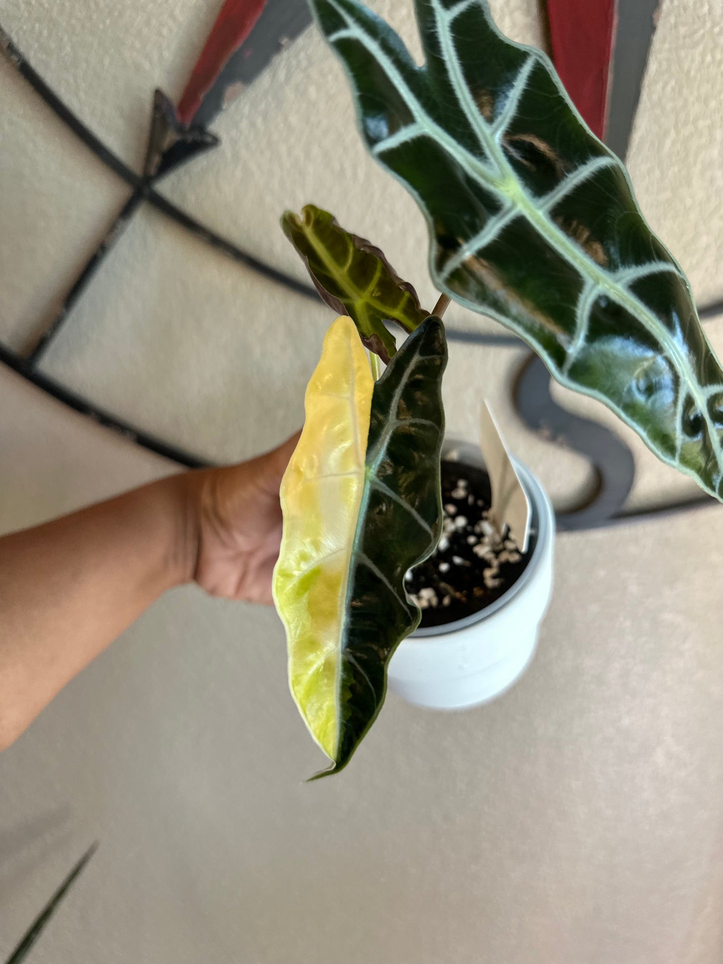 Alocasia Sanderiana Aurea