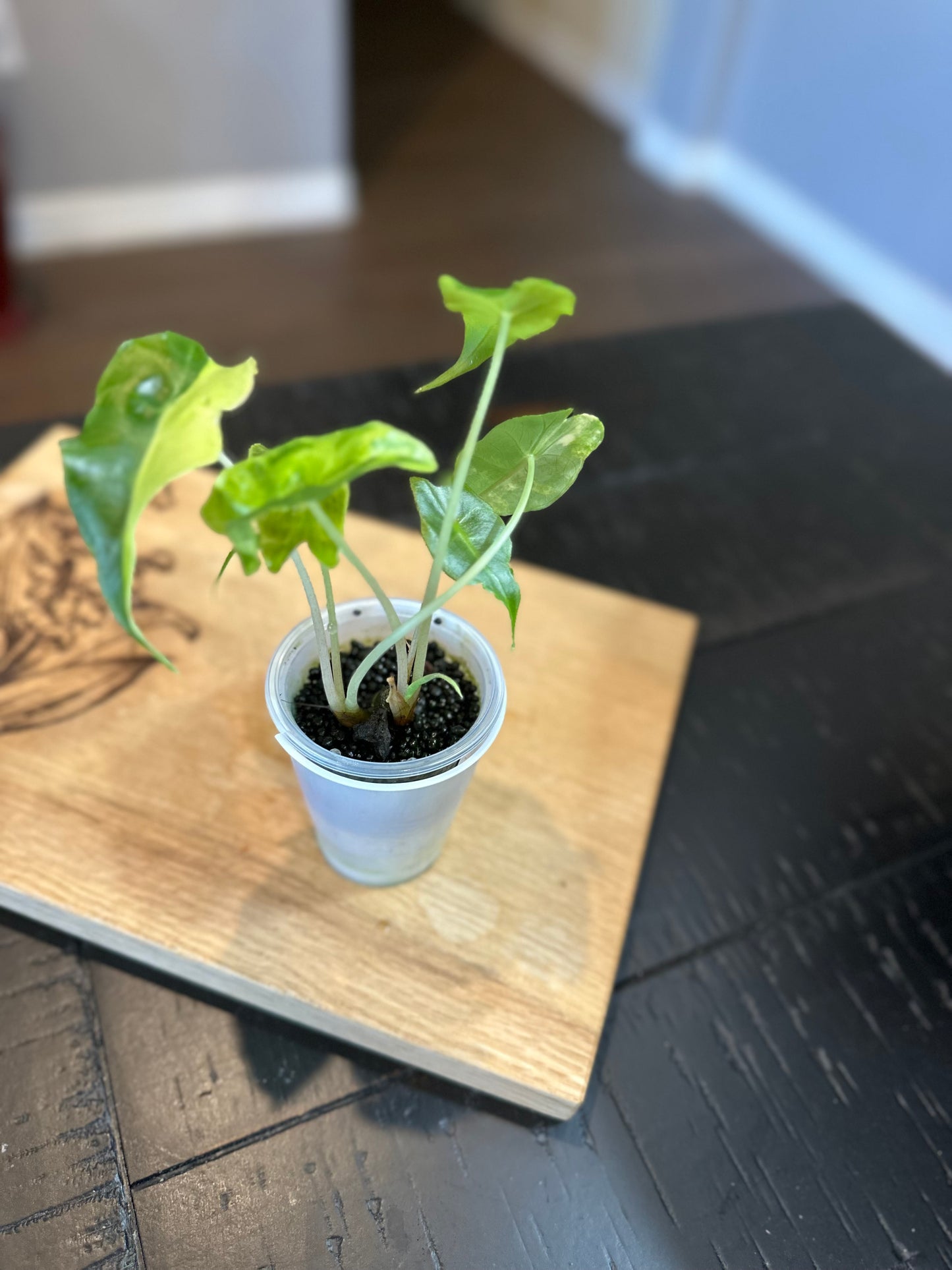 Alocasia Sanderiana Aurea Var.