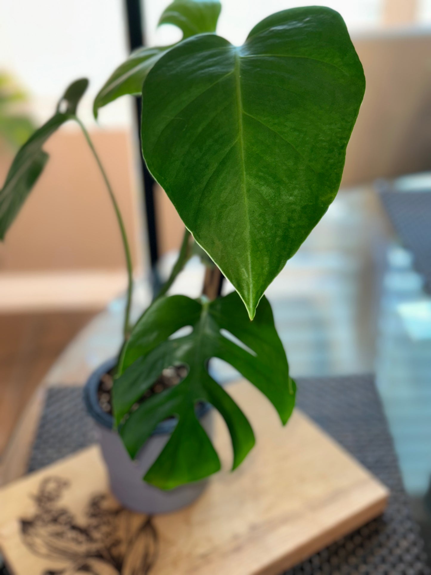 Monstera Sierrana Hawaiian Form