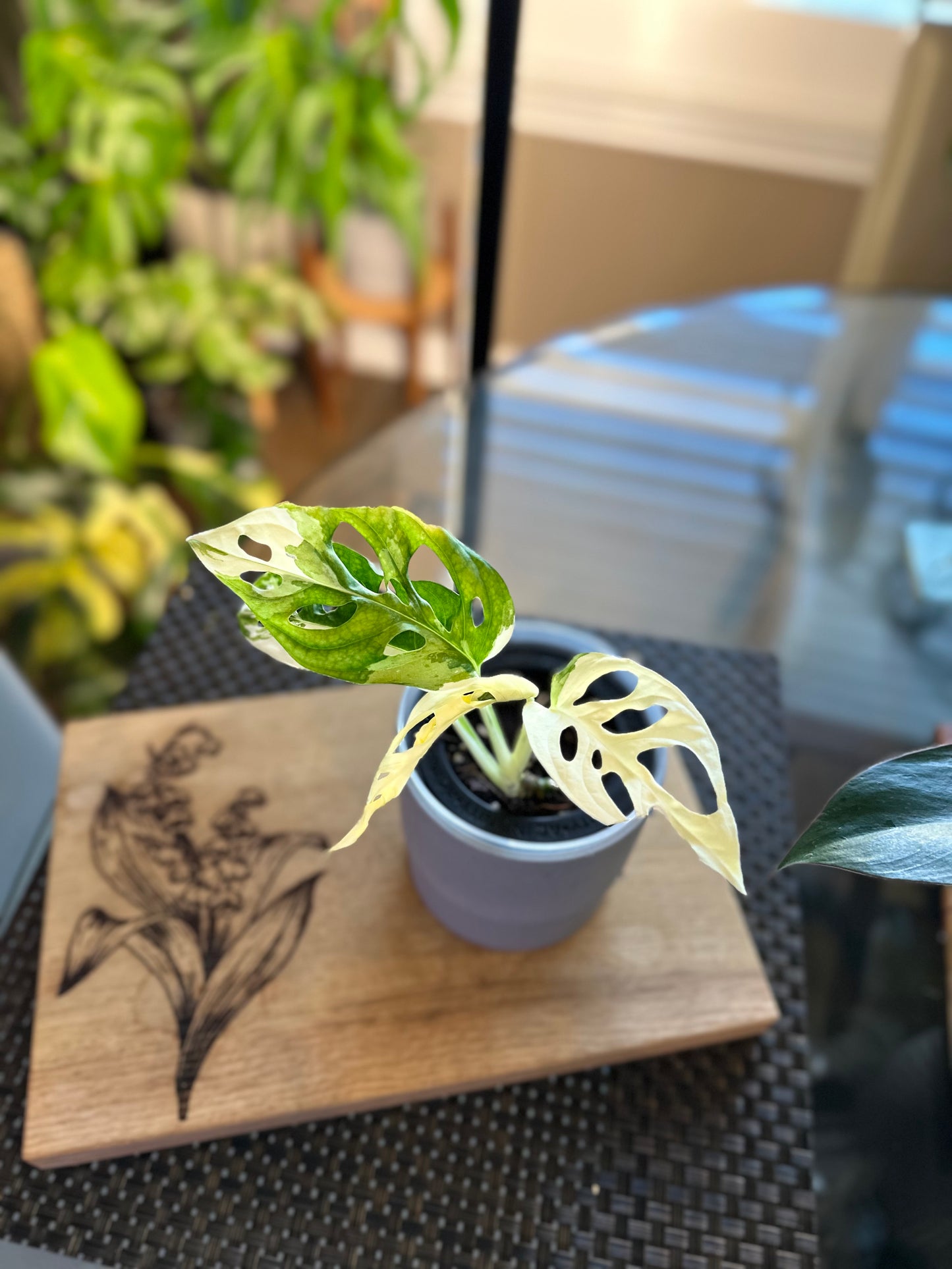 Monstera Adasonii Japanese Tricolor