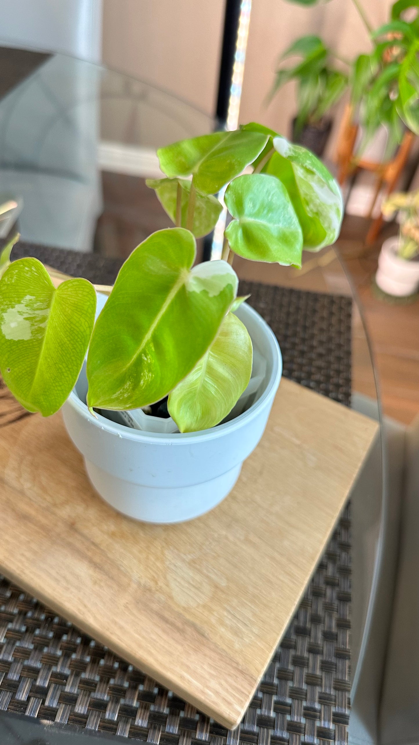 Philodendron Burle Marx Variegated