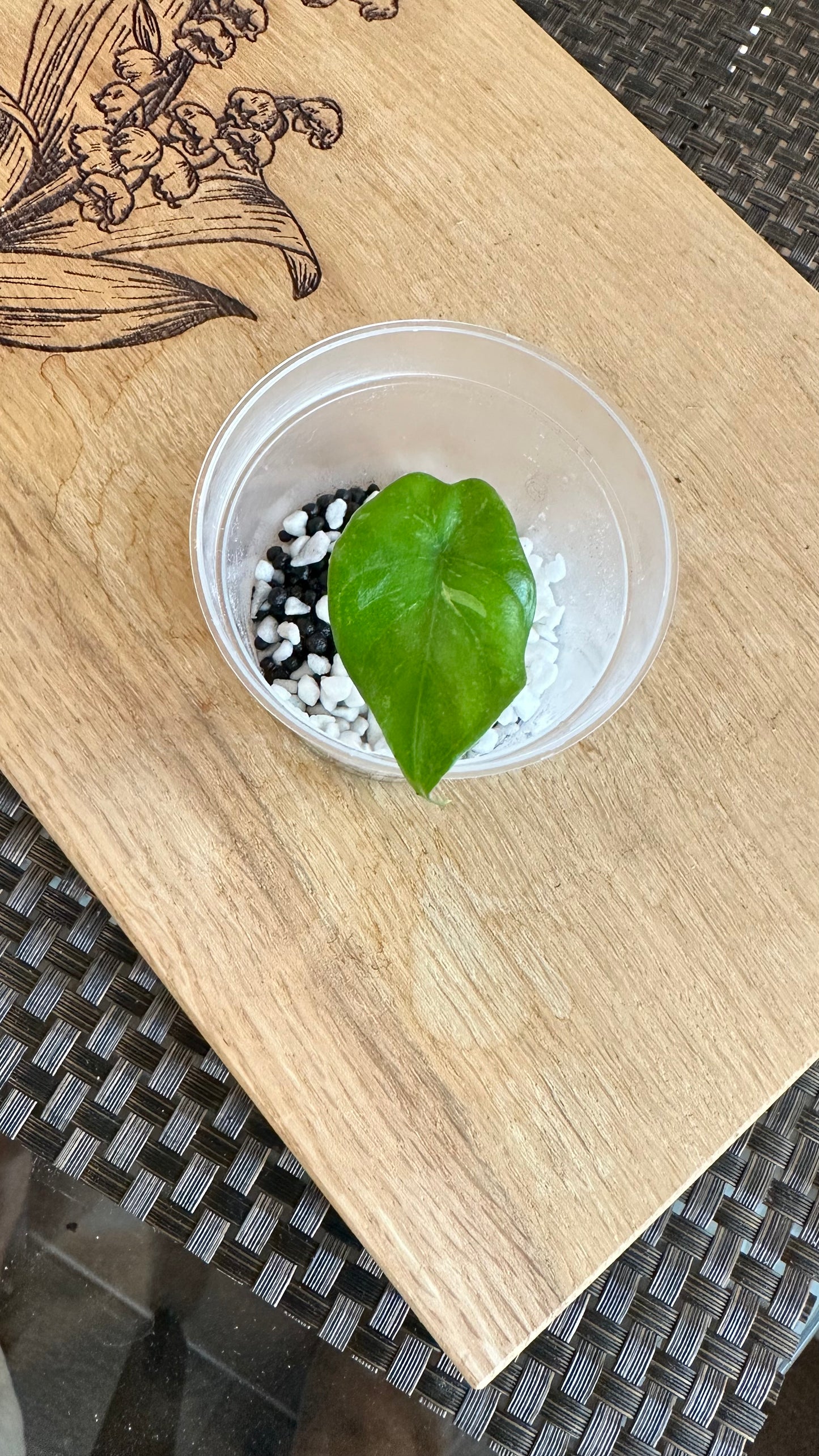 Alocasia Corazon Albo Pup - #1