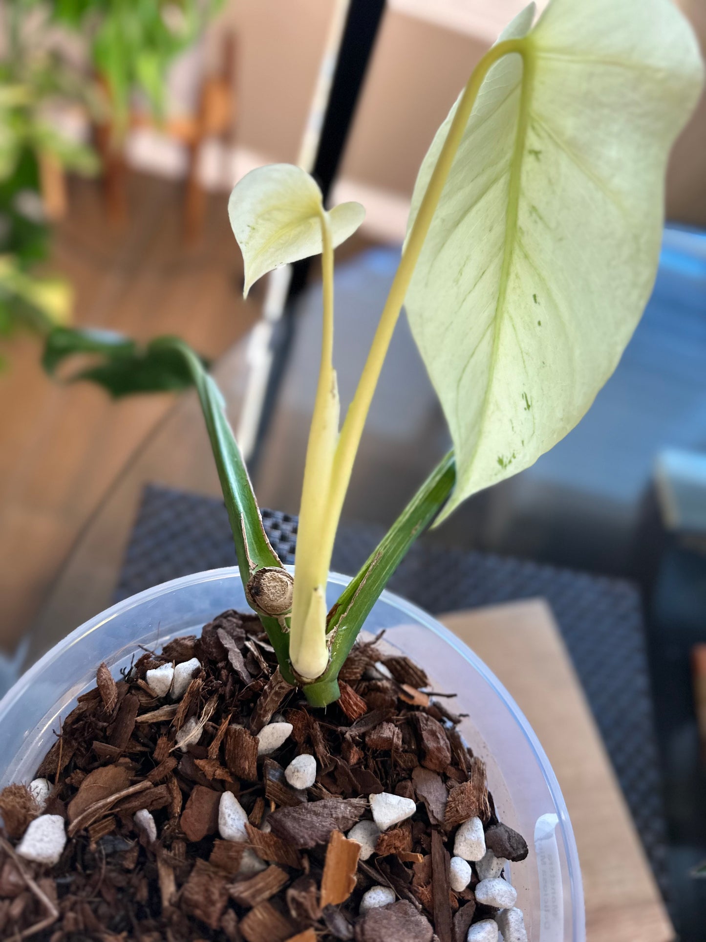 Monstera Mint White Monster - B