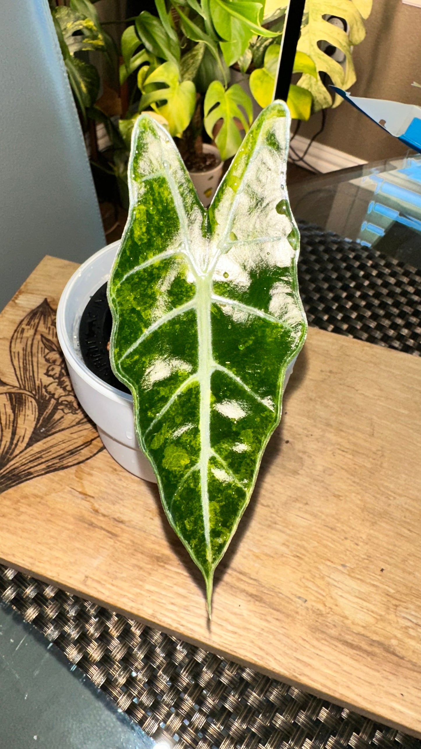 Alocasia Sanderiana Aurea