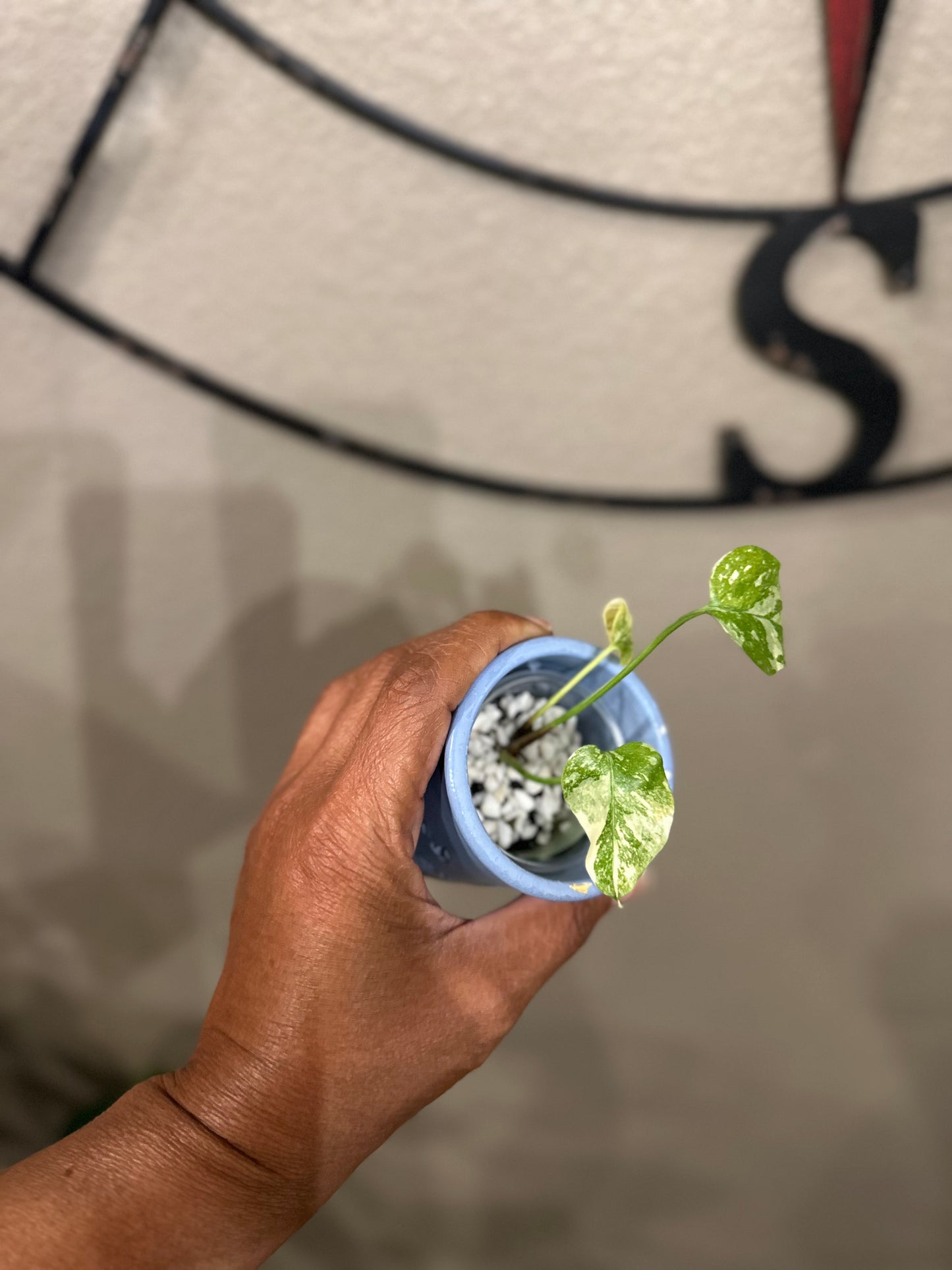 Monstera Creme Brulee - D1