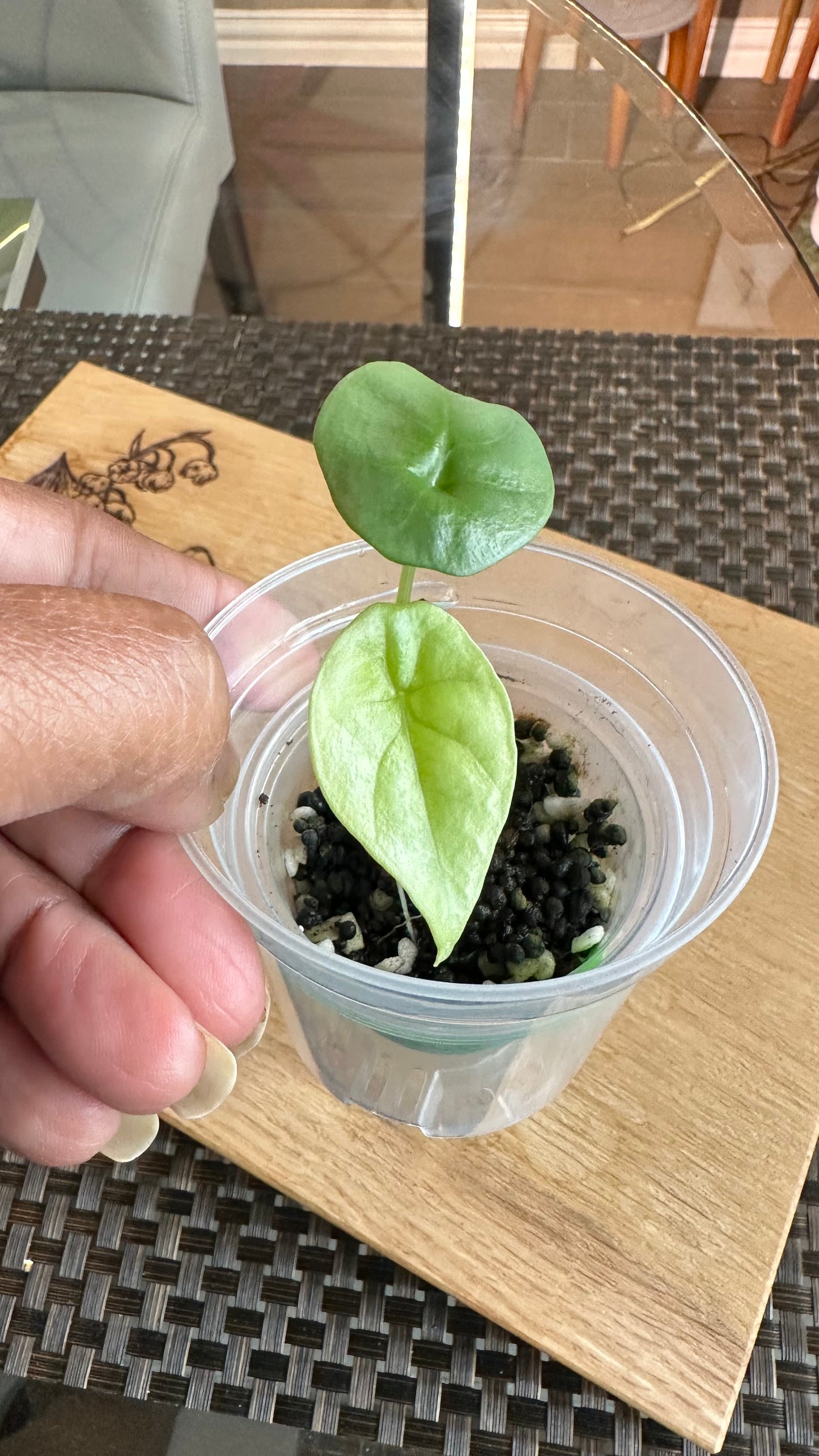 Alocasia Sinuata Variegated - A