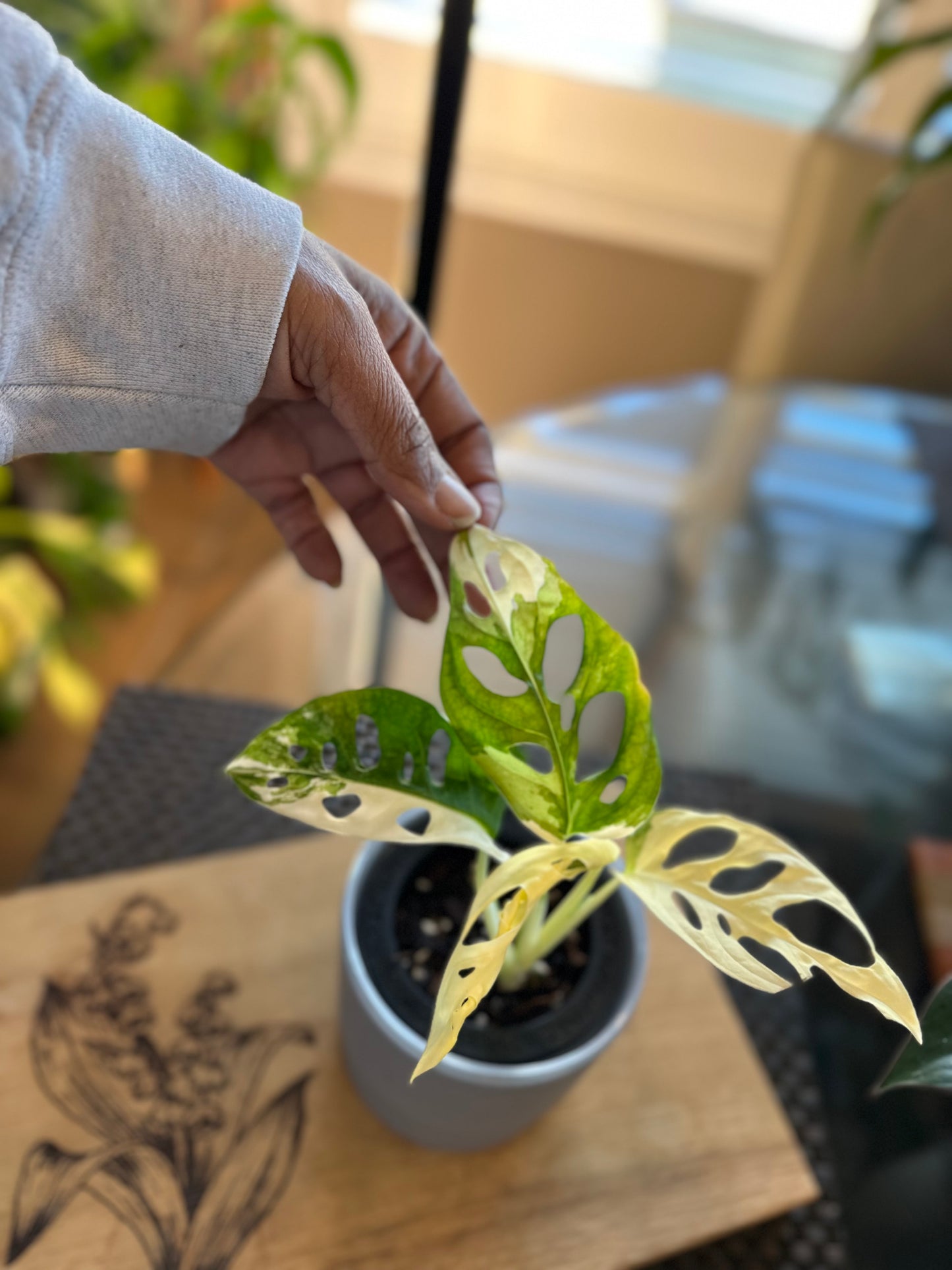 Monstera Adasonii Japanese Tricolor