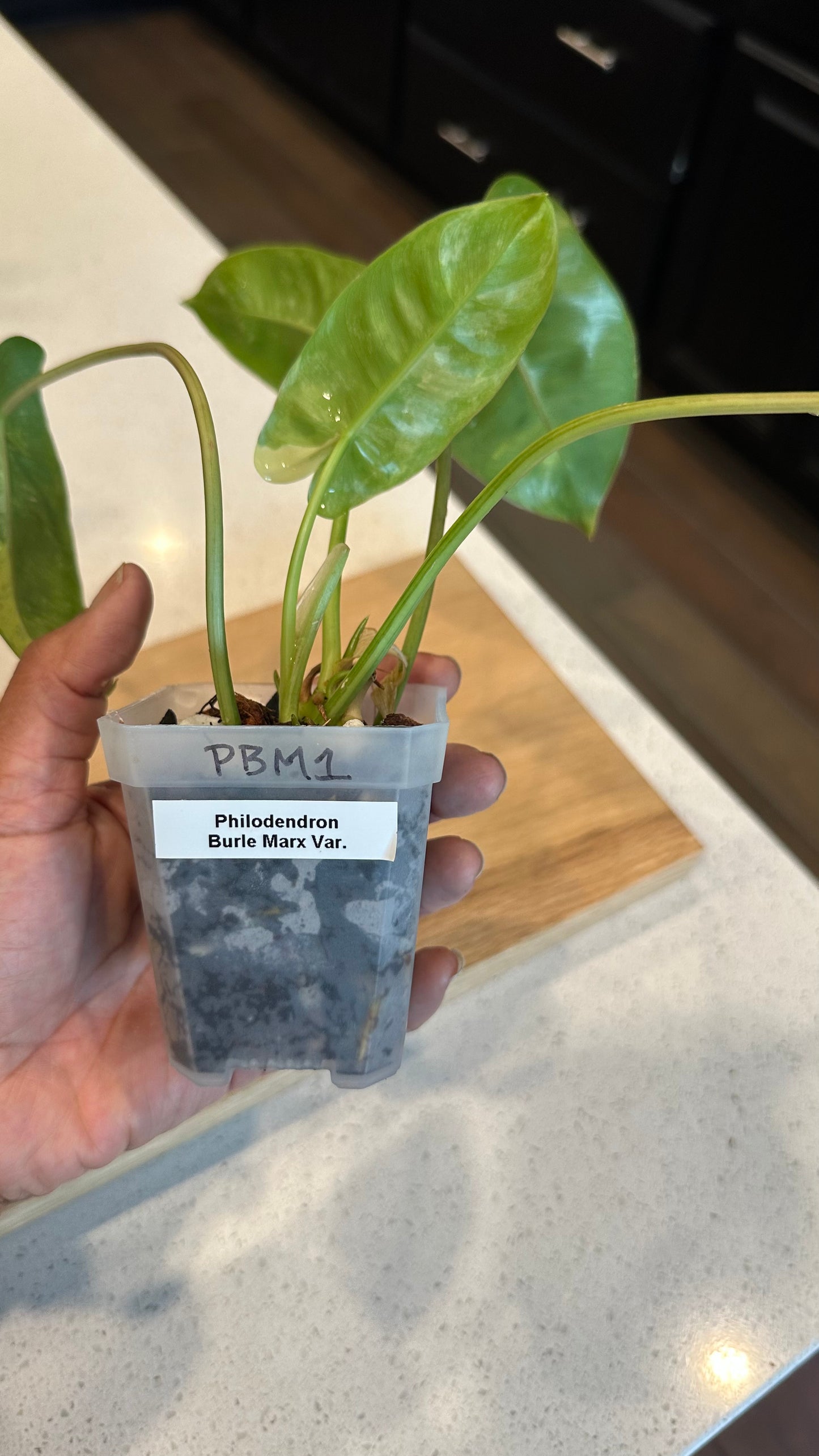 Philodendron Variegated Burle Marx - PBM1