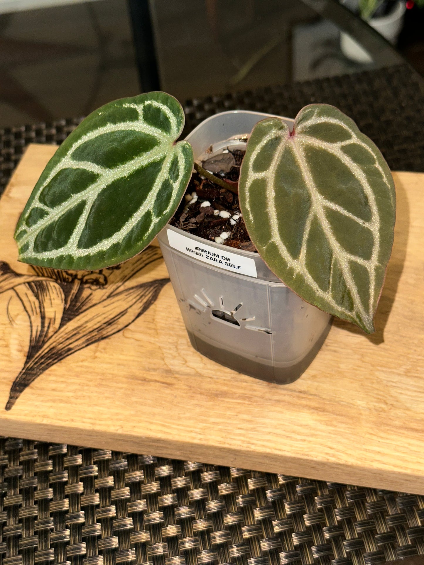 Anthurium Doc Block Brielle X Zara Self - #1
