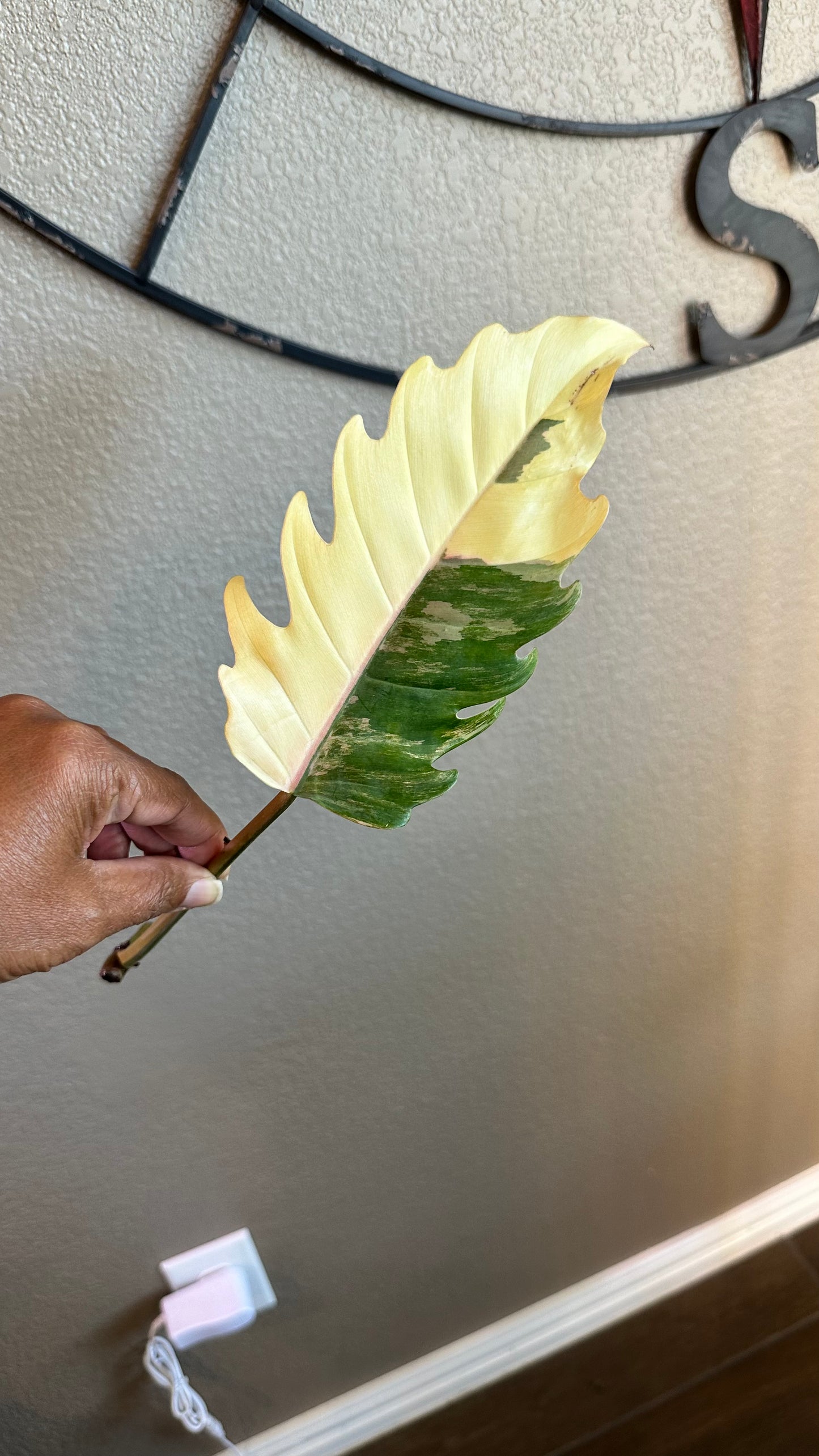 Philodendron Caramel Marble Variegated - #3