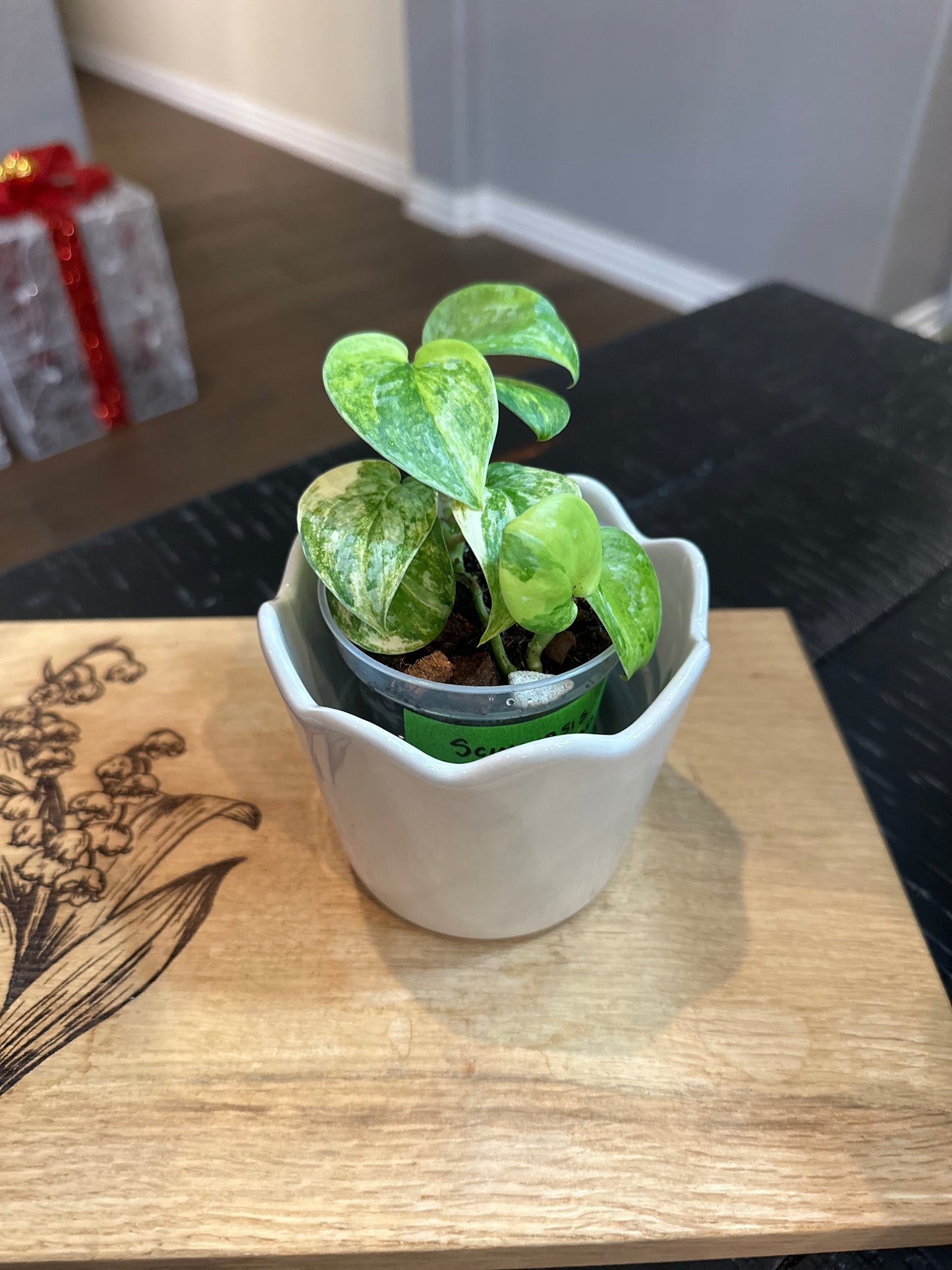 Scindapsis Mayari Albo